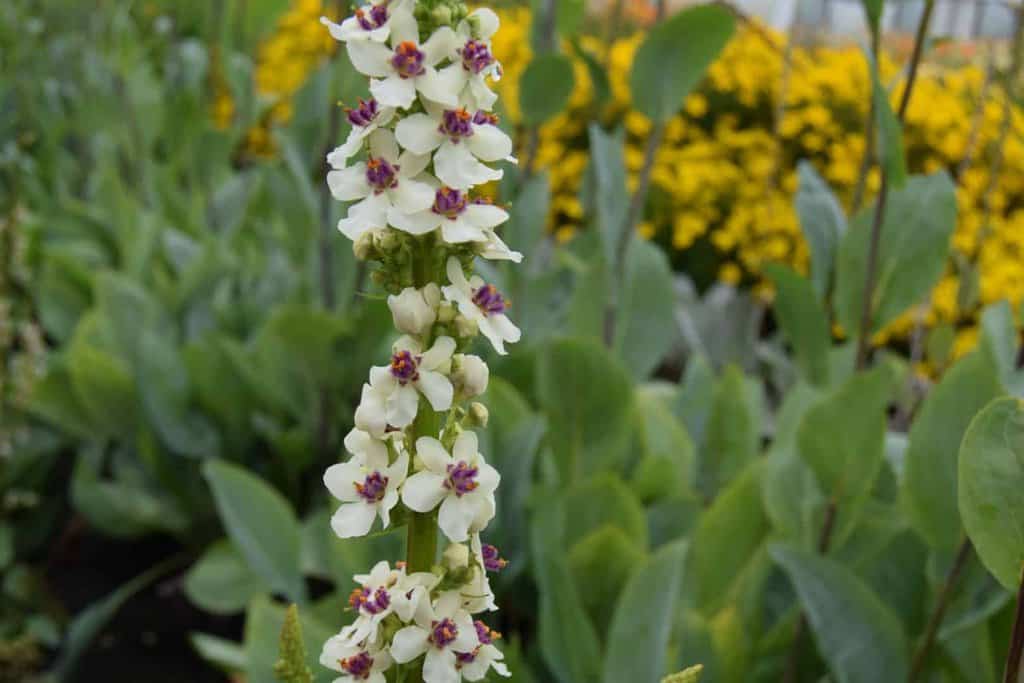 Verbascum chaixii 'Album' ---